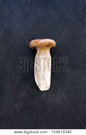 One king oyster mushroom on dark gray slate background