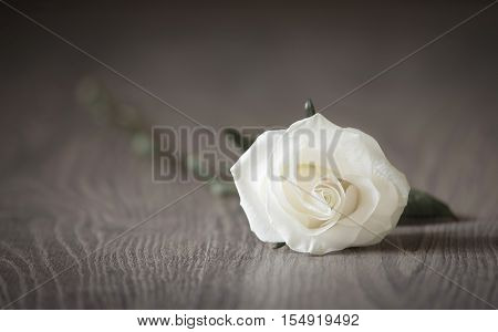 Soft Photo Of A White Rose On Wooden Background