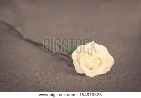 Soft Photo Of A White Rose