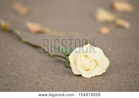 Soft Photo Of A White Rose
