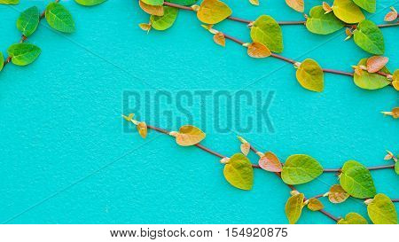 the green creeper plant on a wall