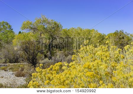 Fall Color Of Valyermo