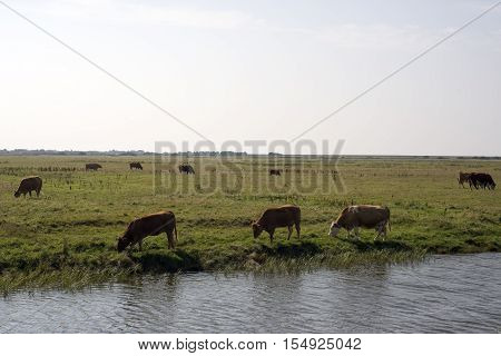 Cows graze in a field at Mando Denmark. Cows graze in a field at Mando Denmark.