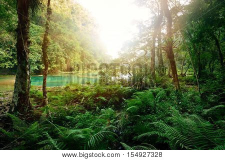 Mysterious Mayan jungle in the national park Semuc Champey Guatemala.