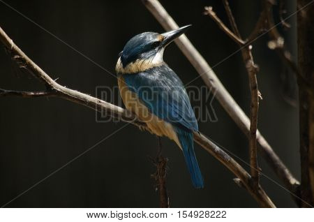 the forest kingfisher is sitting on a tree branch