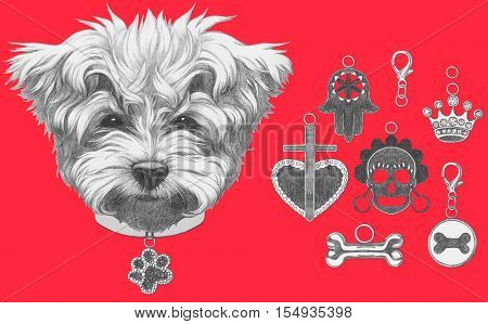 Original drawing of Maltese Poodle with collar. Isolated on white background.