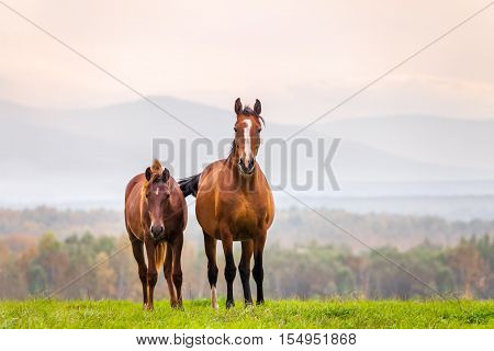 Mare and foal in a meadow in autumn