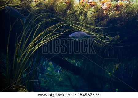Wild common carp (Cyprinus carpio) in natural lake