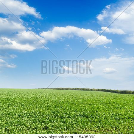 Grönt fält, blå himmel, vita moln. Ett landskap.
