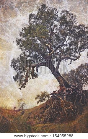 Creepy old tree with exposed tangled roots on an eroded gully. Grunge textured, vintage style image.