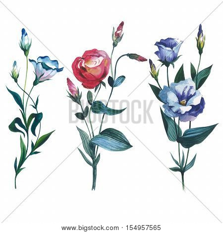 Wildflower Eustoma flower in a watercolor style isolated. Full name of the plant: Eustoma russellianum gevuldbloemig. Aquarelle wild flower for background, texture, wrapper pattern, frame or border.