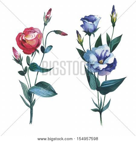 Wildflower Eustoma flower in a watercolor style isolated. Full name of the plant: Eustoma russellianum gevuldbloemig. Aquarelle wild flower for background, texture, wrapper pattern, frame or border.