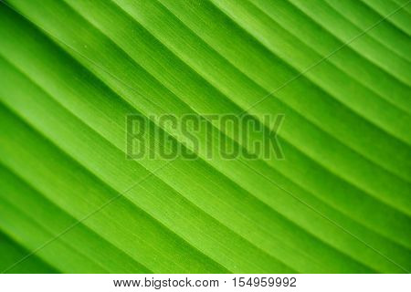 close up green leaf texture background, nature and ecology concept