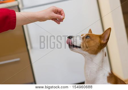 Aways hungry basenji dog is ready to eat tiny piece of bread that master give it