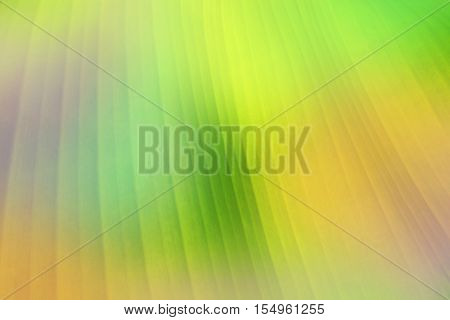 banana leaf close up soft focus in pastel tone, nature background and wallpaper