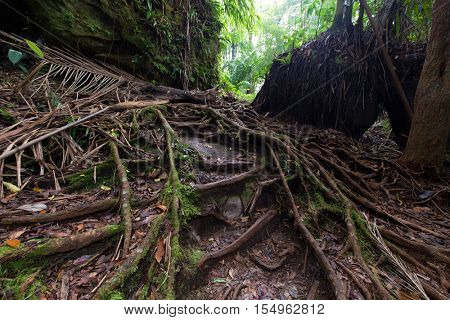 Fig tree roots in the deep jungle of Bako, Malaysia, Borneo