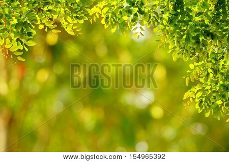 Natural green leaves with blur bokeh spring or summer background, ecology concept