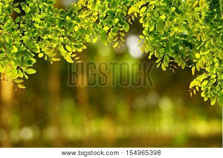 Natural green leaves with blur bokeh spring or summer background, ecology concept