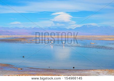 Panoramic view of the Laguna Chaxa a lagoon with flamingos in the National reserve Los Flamencos close to San Pedro de Atacama in the Atacama desert in Chile, South America