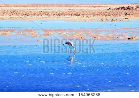 Close up of a flamingo in the Laguna Chaxa a lagoon in the National reserve Los Flamencos close to San Pedro de Atacama in the Atacama desert in Chile, South America
