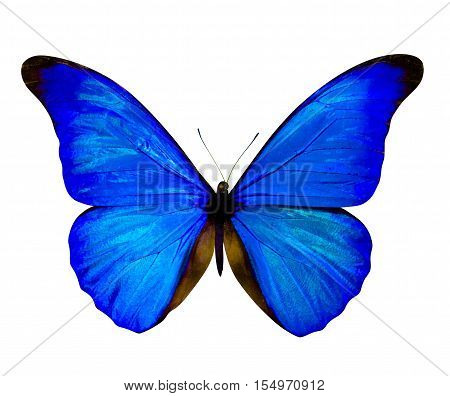 butterfly isolated on white. butterfly on white background. Morpho rhetenor