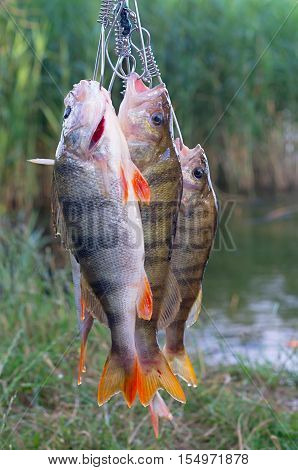 group caught perch on Kukan on the background of the pond