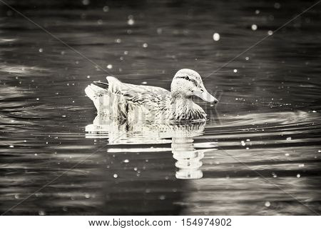 Mallard duck in the pond. Water ripple. Natural scene. Beauty in nature. Black and white photo.