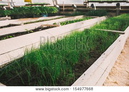 herbs in garden at greenhouse close up