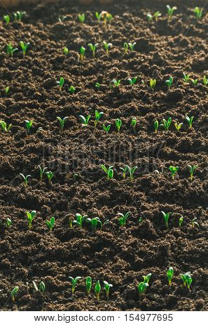 young green sprout in the ground at garden bed