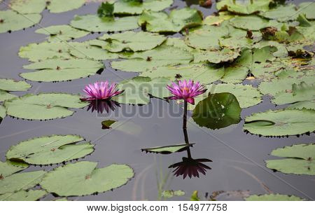 Multicolored flowers lilies grow in the water Thailand. Southeast Asia