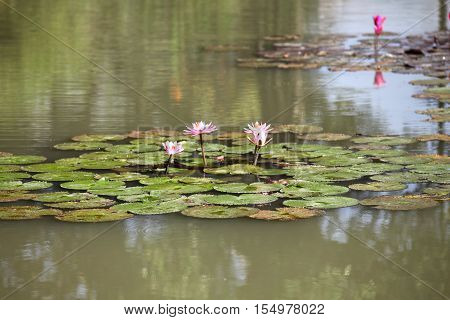 Multicolored flowers lilies grow in the water Thailand. Southeast Asia