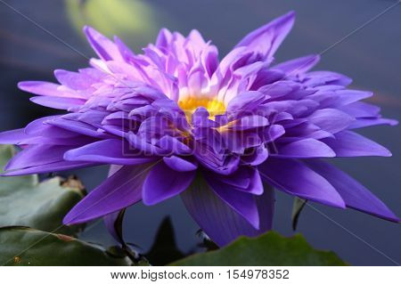 Multicolored flowers lilies grow in the water Thailand