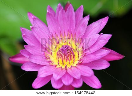 Multicolored flowers lilies grow in the water Thailand