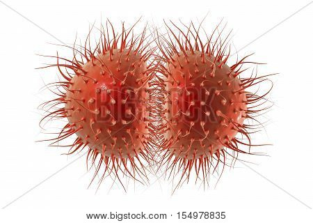 Bacteria Neisseria gonorrhoeae or Neisseria meningitidis, gonococcus and meningococcus, 3D illustration. Bacteria which cause gonorrhoeae. Bacteria which cause meningitis