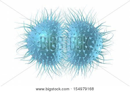 Bacteria Neisseria gonorrhoeae or Neisseria meningitidis, gonococcus and meningococcus, 3D illustration. Bacteria which cause gonorrhoeae. Bacteria which cause meningitis