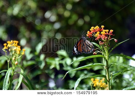 Orange black white Butterfly on the flower orange and yellow flowers blooming in the garden.