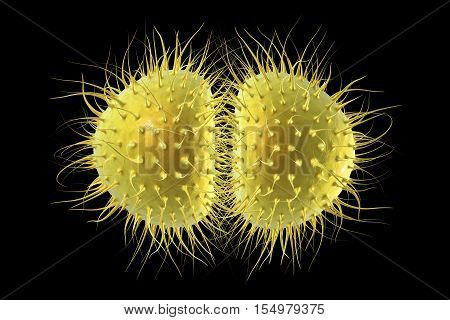 Bacteria Neisseria gonorrhoeae or Neisseria meningitidis, gonococcus and meningococcus, 3D illustration. Bacteria which cause gonorrhoeae. Bacteria which cause meningitis