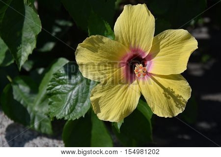 Big Yellow Hibiscus Flower with Green Leaves. Hibiscus blooms in sunshine this is easy to grow flowers for making medicines for humans. Yellow Amaryllis.