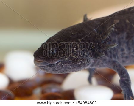 black axolotl in the aquarium close up