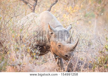 Black Rhino In The Bush.