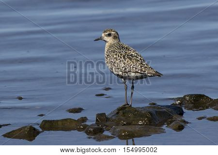 Pacific Golden Plover in autumn plumage on the shore