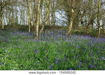 A beautiful woodland Scene with old trees and bluebells (Hyacinthoides non-scripta)