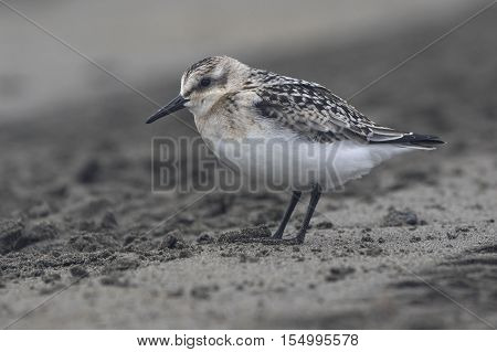 Sanderling in the autumn outfit misty cloudy day