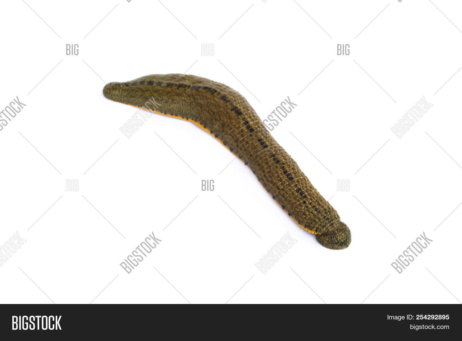 Leech Wound Healing Image & Photo (Free Trial) Bigstock