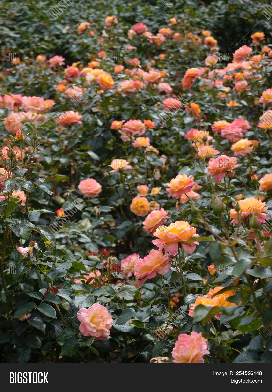 Beautiful Rose Garden Image Photo Free Trial Bigstock