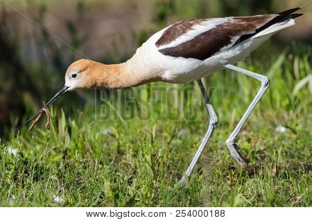 The American Avocet Is A Large Wader In The Avocet And Stilt Family, The Avocet Spends Much Of Its T