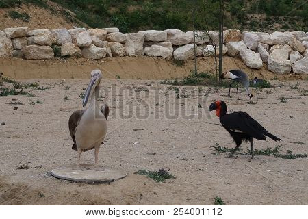 Southern Ground Hornbill (bucorvus Leadbeateri, Formerly Known As Bucorvus Cafer) And Great White Pe
