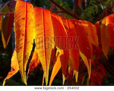 Sumac lähtee