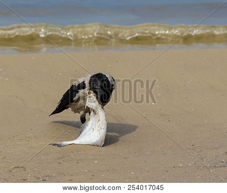 A Gray Crows On The Seashore Eat Dead Fish