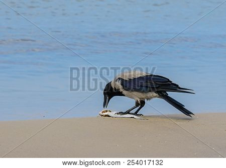A Gray Crows On The Seashore Eat Dead Fish
